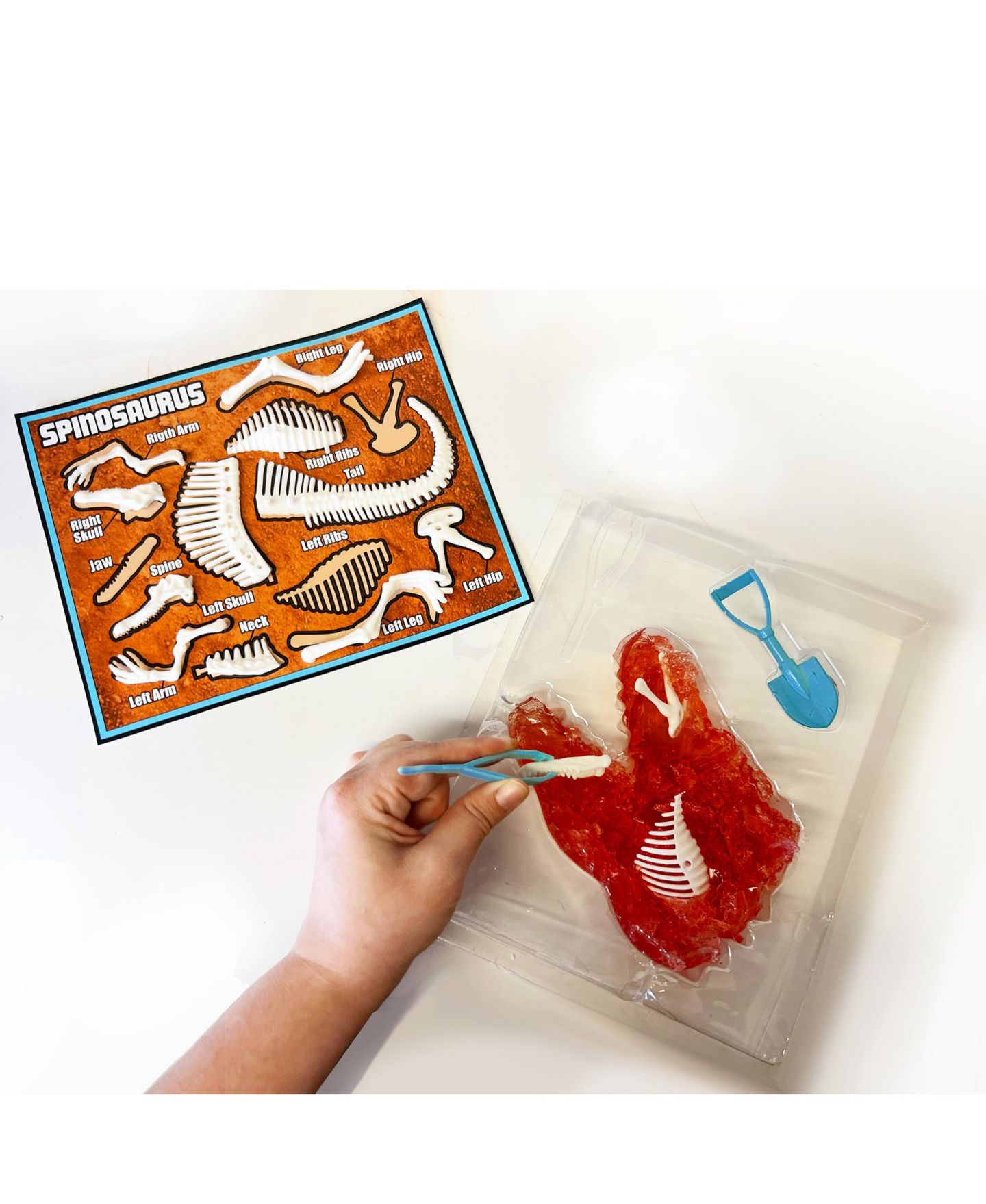 Детские игрушки Dissect-It Dino Dig Excavation Kit, Ages 12+ — фото 5