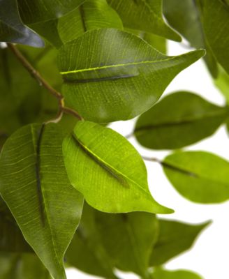 5.5' Ficus UV-Resistant Indoor/Outdoor Tree 