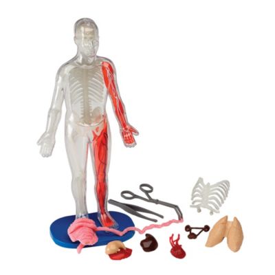 Smart Lab Squishy Human Body - Macy's