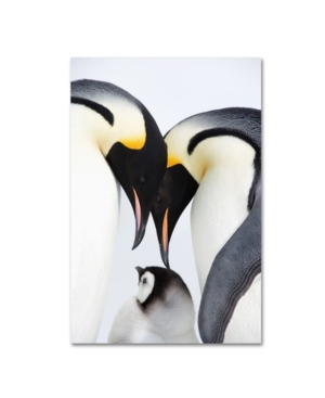 Trademark Global Robert Harding Picture Library 'baby Penguin' Canvas Art In Multi