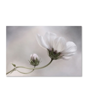 Trademark Global Mandy Disher 'simply Cosmos' Canvas Art In Multi