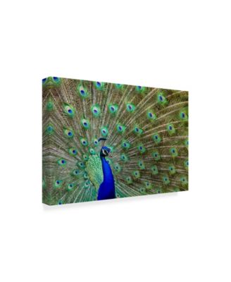 Galloimages Online 'Peacock Proud' Canvas Art - 47" x 30"