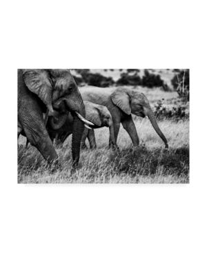 Shop Trademark Global Vedran Vidak Elephant Family Amboseli Canvas Art In Multi