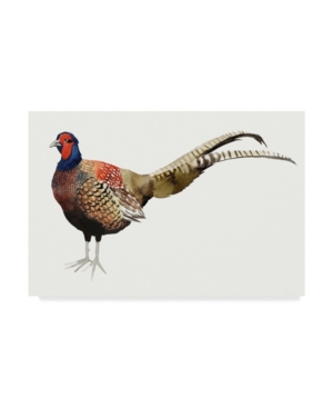 Trademark Global Grace Popp Watercolor Pheasant Ii Canvas Art In Multi
