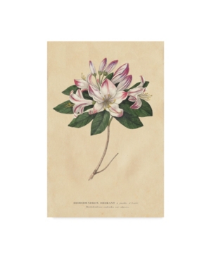 Trademark Global Wild Apple Portfolio Rhododendron Vintage Canvas Art In Multi