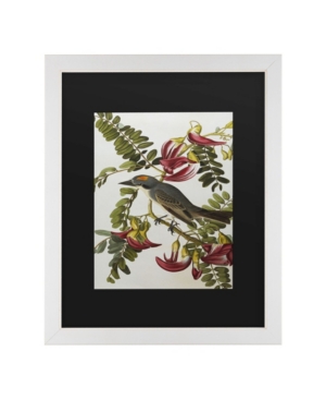 Trademark Global John James Audubon Gray Tyrant Gray Kingbird Matted Framed Art In Multi