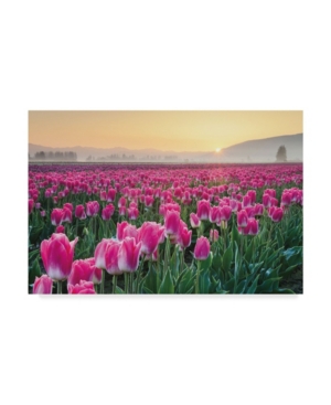 Trademark Global Alan Majchrowicz Skagit Valley Tulips I Canvas Art In Multi