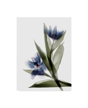 Trademark Global Judy Stalus Xray Tulip Vi Canvas Art In Multi
