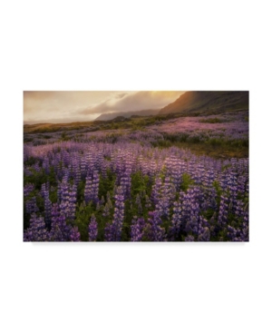Danny Head Field of Lupines Canvas Art - 20