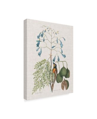 Trademark Global Mark Catesby Studies in Nature II Canvas Art - 20" x 25"