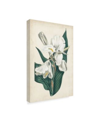 Trademark Global Curtis Ivory Garden IV Canvas Art - 15" x 20"