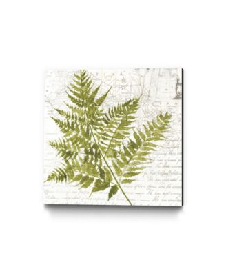 20" x 20" Fern I Museum Mounted Canvas Print