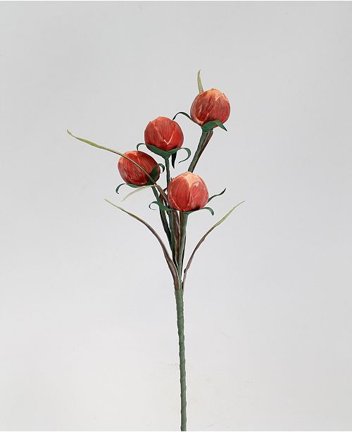 Marshall Home Gardens Marshall Home Garden Plant With Four