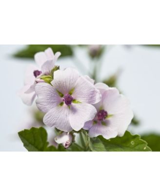 Sensitive Care Baby Diaper Care Cream with White Mallow Extracts, 1.7 oz