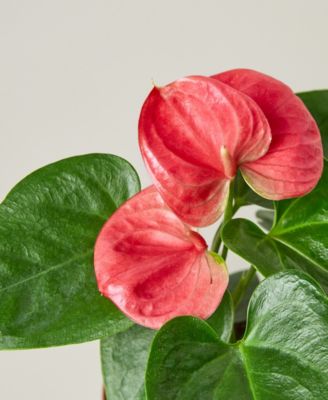 Pink Anthurium Live Plant, 4" Pot