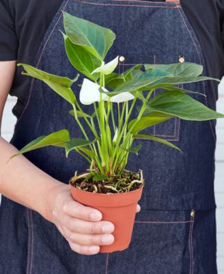 White Anthurium Live Plant, 4" Pot