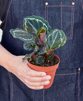 House Plant Shop - 