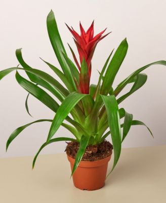 House Plant Shop