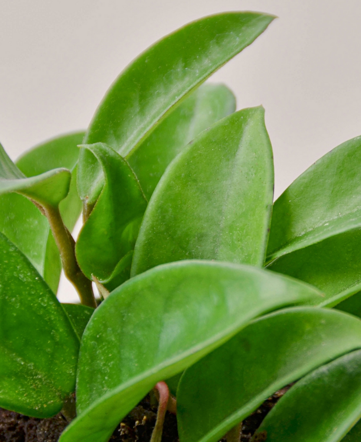 House Plant Shop Hoya Carnosa Live Plant, 4" Pot In No Color