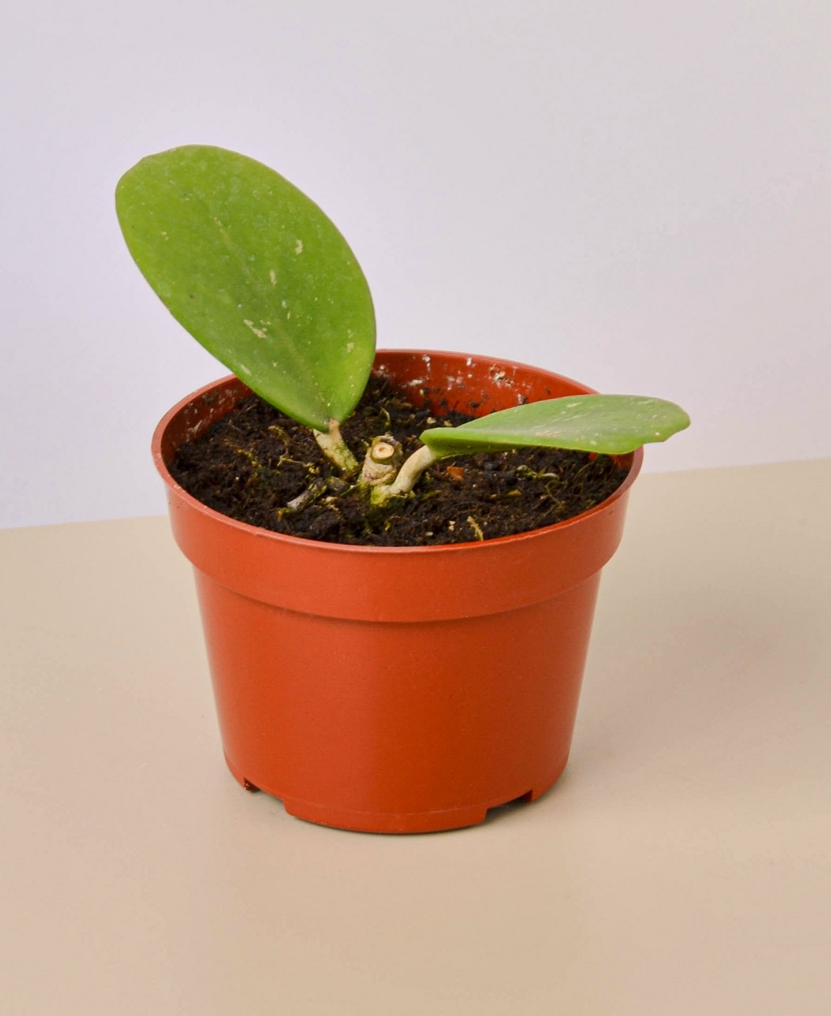 Hoya Obovata Live Plant, 4" Pot