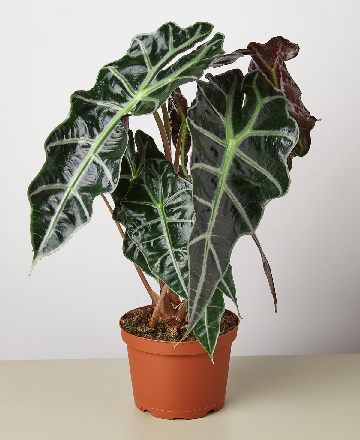 Alocasia Polly 'African Mask' Live Plant, 6" Pot