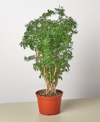 House Plant Shop