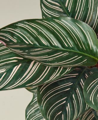 Calathea 'Ornata' Live Plant, 6" Pot