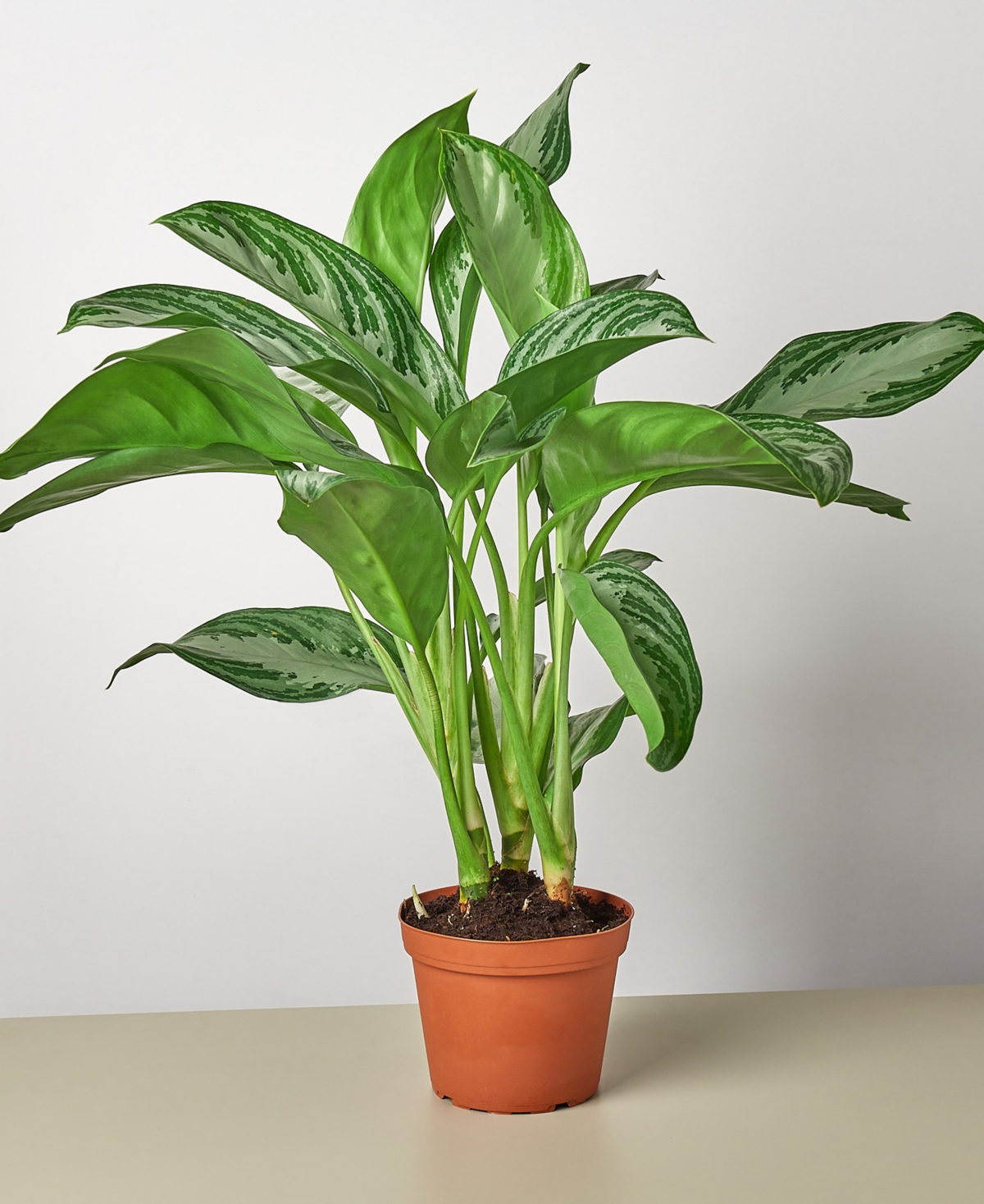 Chinese Evergreen 'Silver Bay' Live Plant, 6" Pot