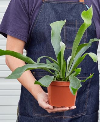 Staghorn Fern Live Plant, 6" Pot