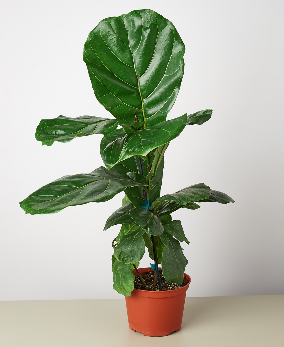 Ficus Lyrata Fiddle Leaf Fig Live Plant, 6" Pot