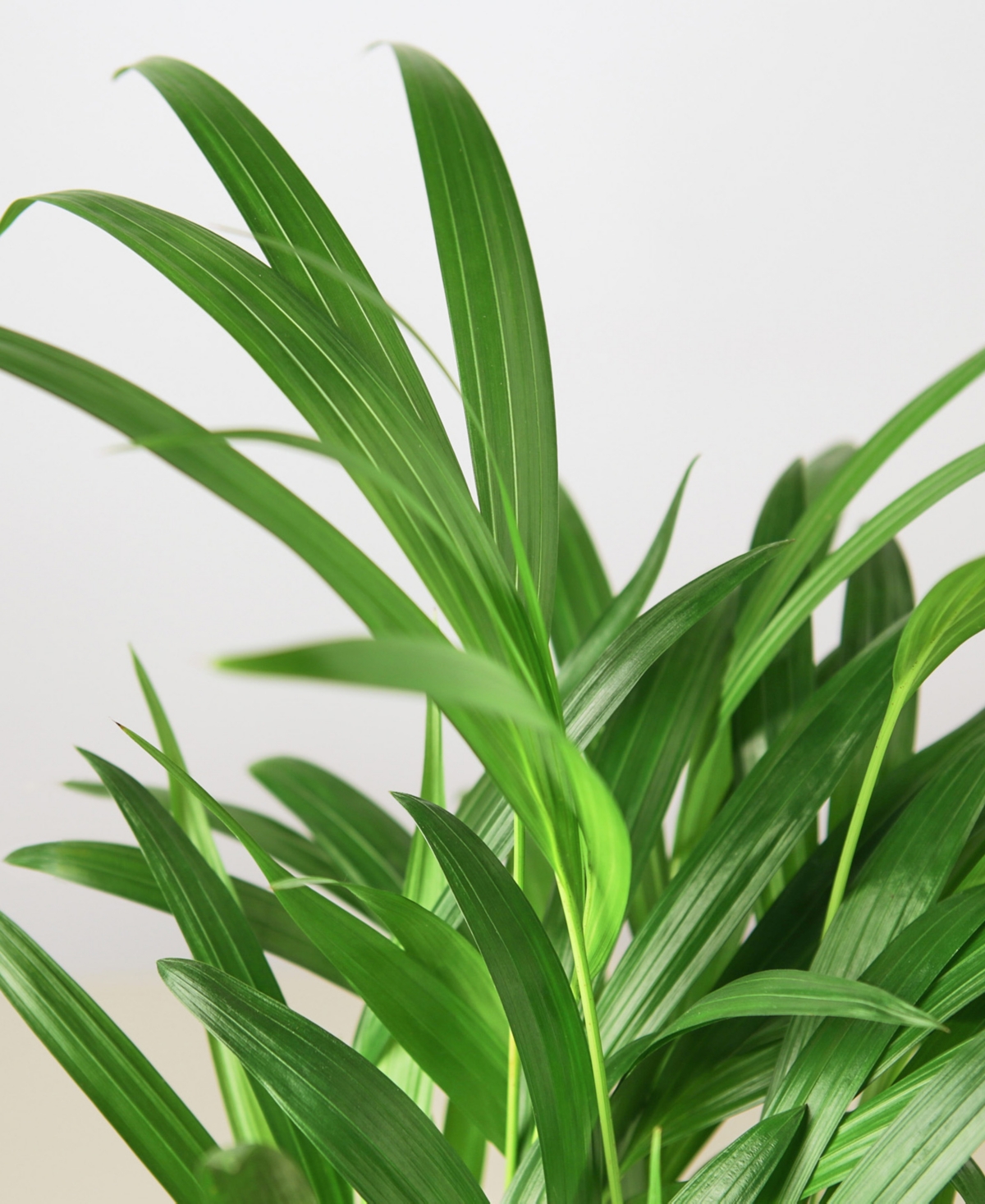 House Plant Shop Areca Palm Live Plant, In 6" Pot In No Color
