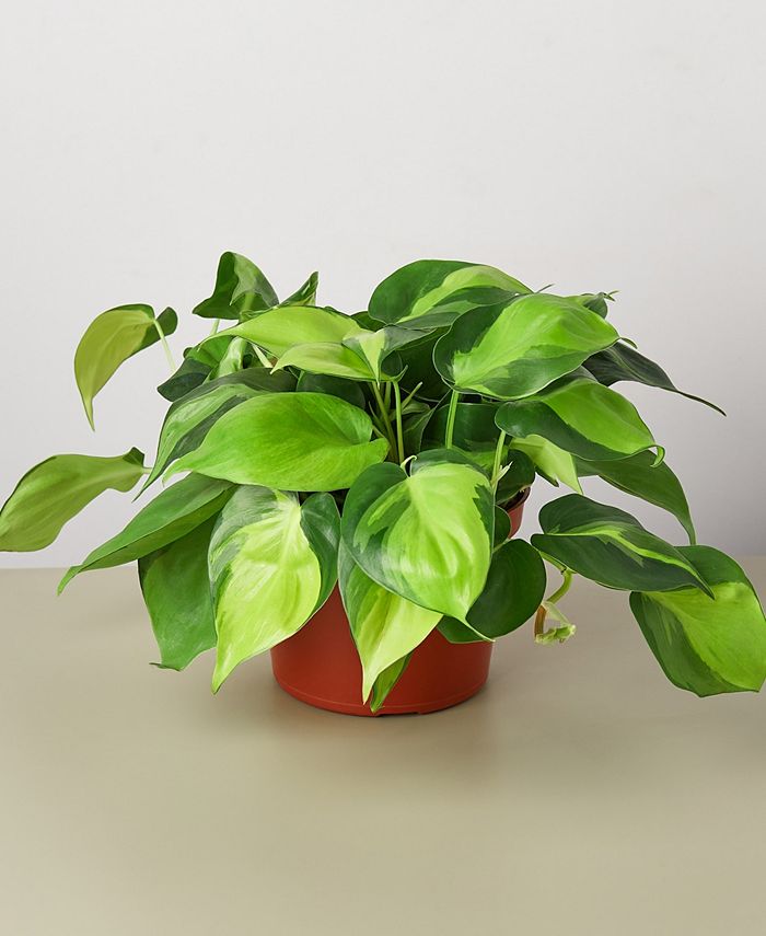 House Plant Shop - 