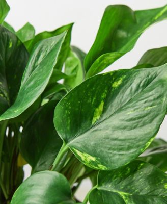 Pothos Golden Live Plant, 6" Pot