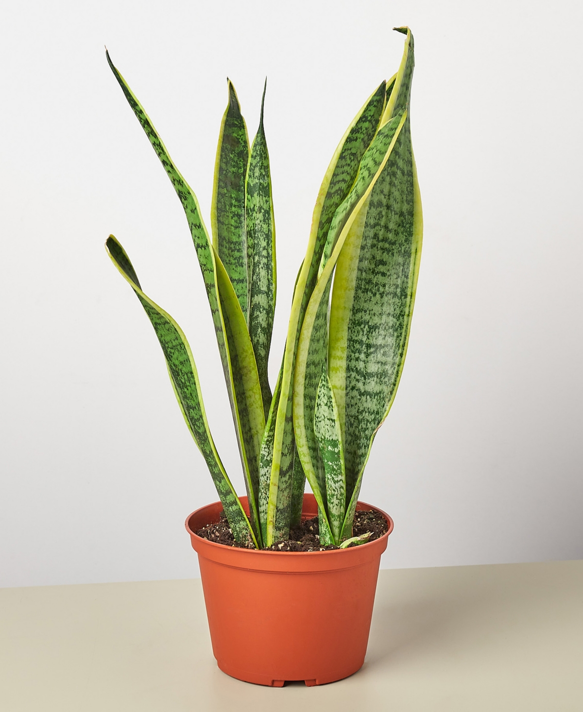 House Plant Shop Snake Laurentii Live Plant, 6" Pot In No Color