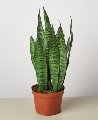 House Plant Shop Snake 'Zeylanica' Live Plant, 6