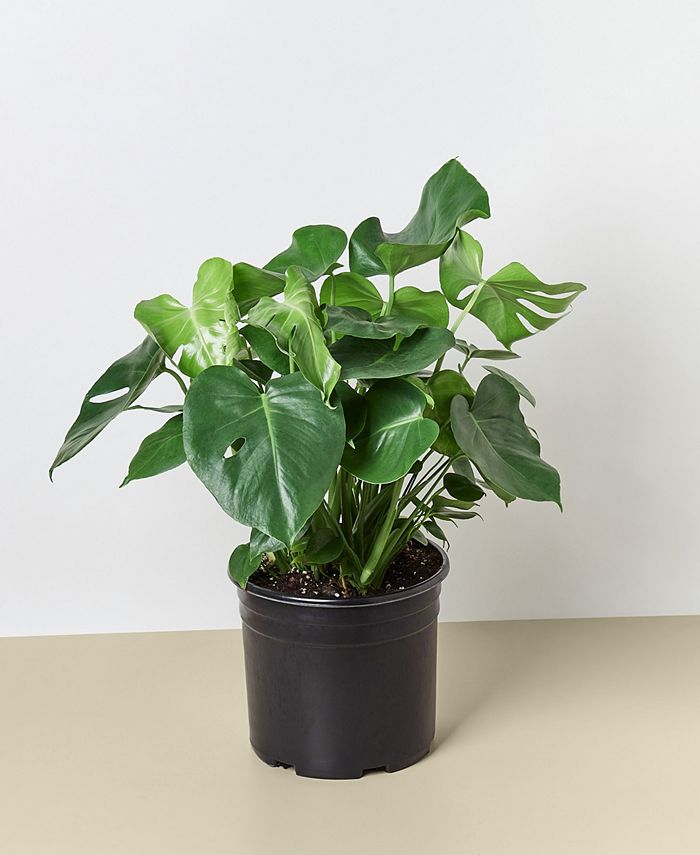House Plant Shop Philodendron 'Monstera' Live Plant, 10" Pot Macy's