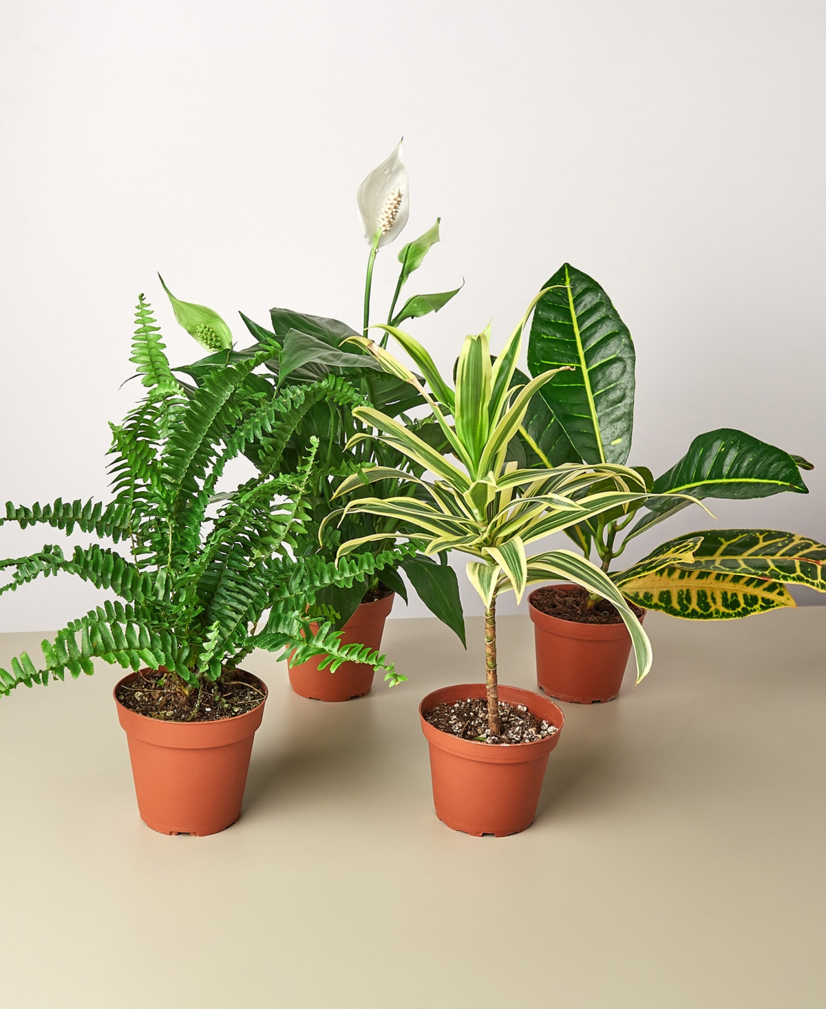 Air Purifying Live Plants, Pack of 4
