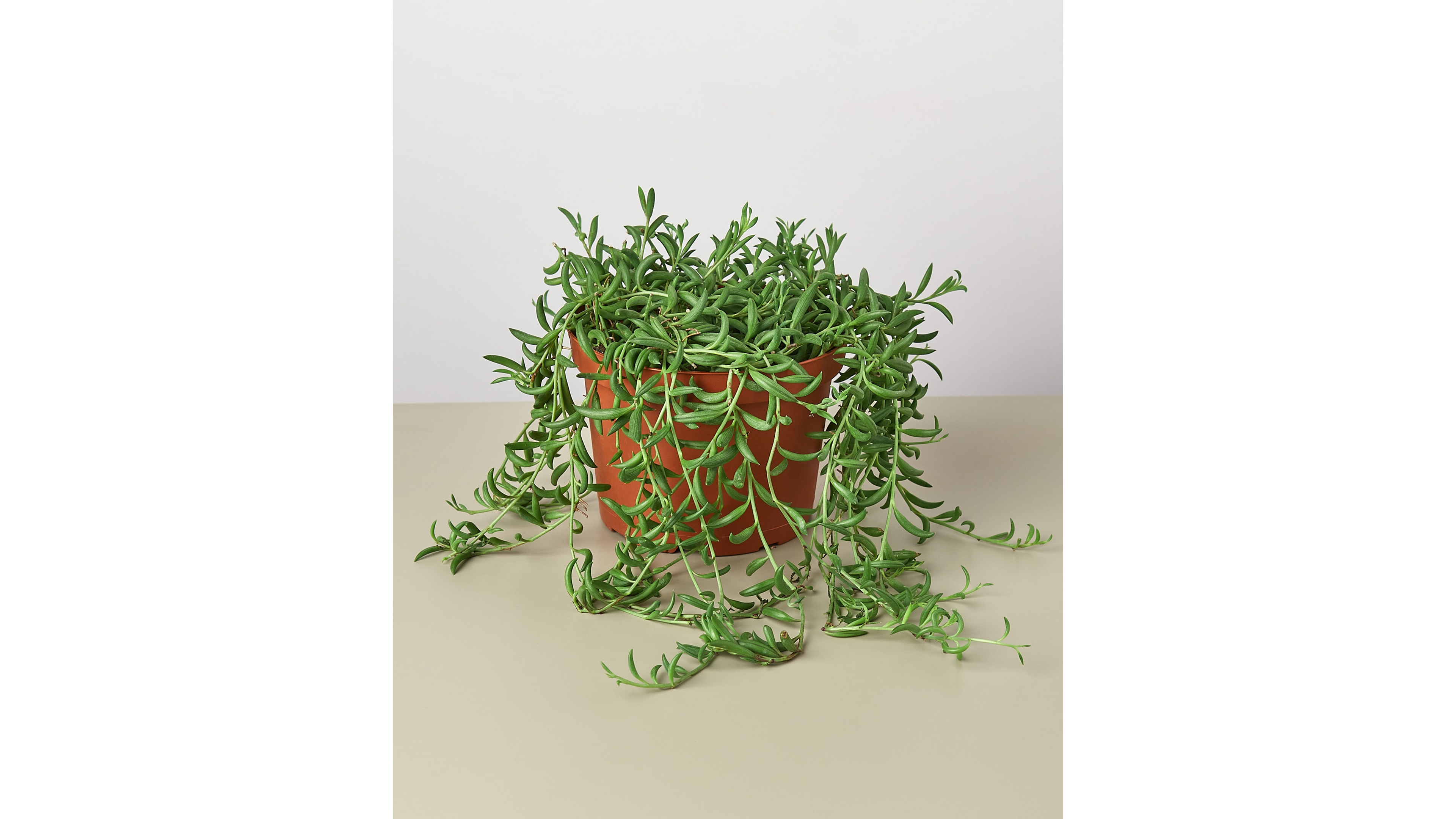 Succulent String of Bananas Live Plant, 6" Pot