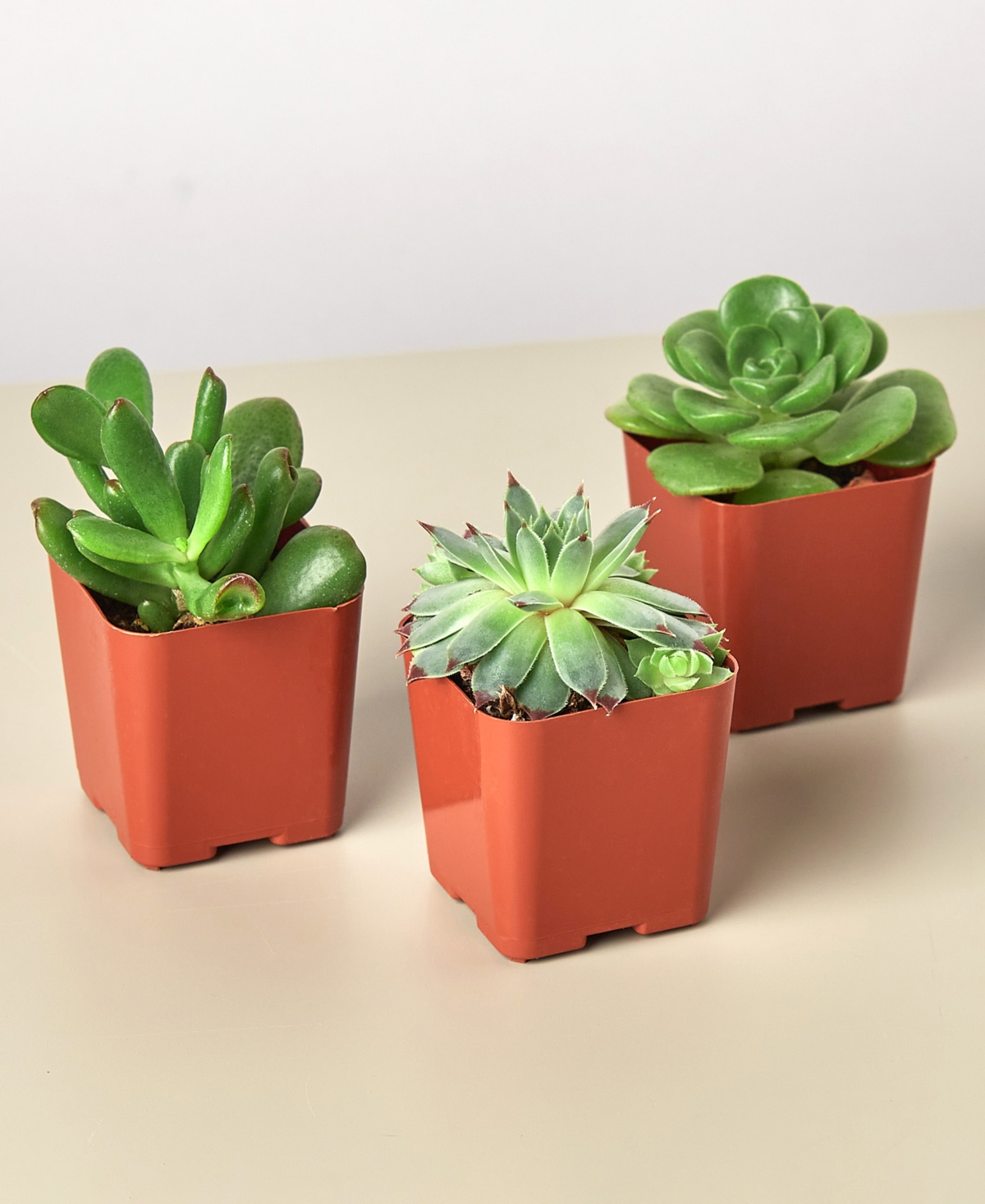 Succulent Variety Live Plants, Pack of 3