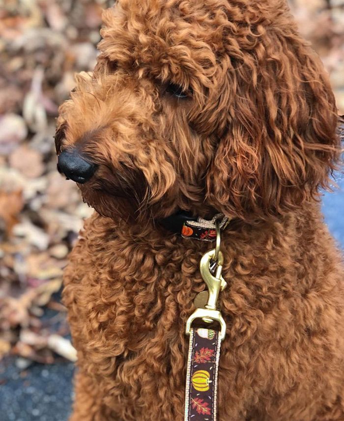 Up Country Graphic Dog Collars Macy's