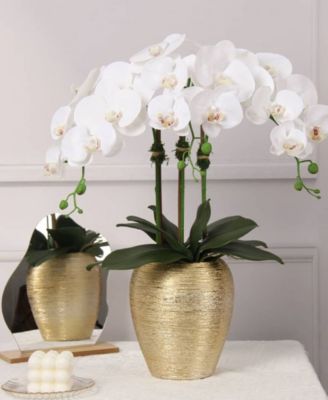 Vivience 3 Branched Orchid Plant in Tall Pot