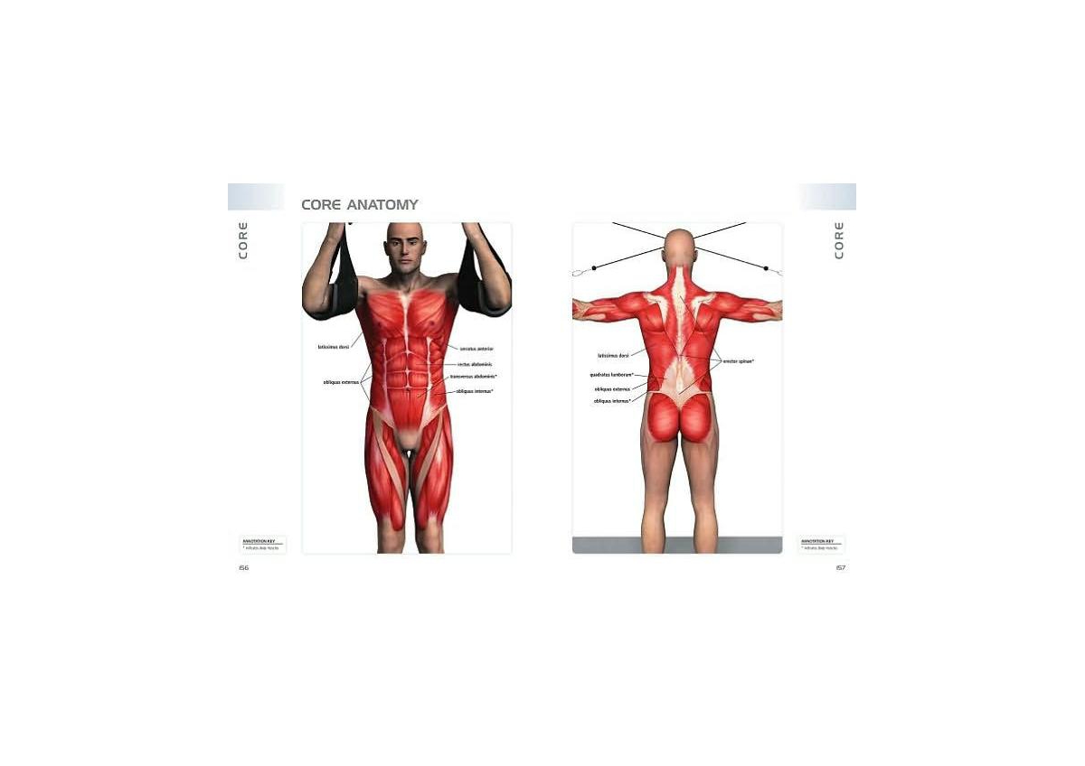 Anatomy of Exercise - A Trainer's Inside Guide to Your Workout by Pat Manocchia