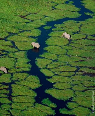 Aqua Allegoria Flora Salvaggia Eau de Toilette Refill, 6.7 oz.