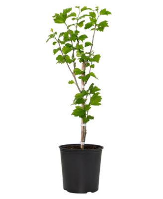 National Plant Network