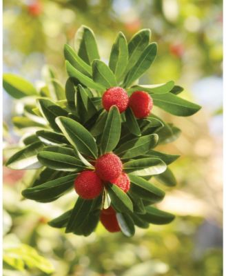 Large Veriglass Bayberry Fragrance Jar Candle