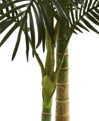 5' Golden Cane Palm Tree