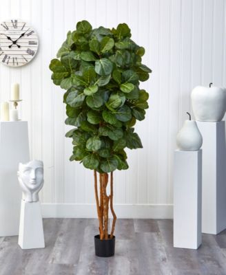 6' Fiddle Leaf Fig Tree