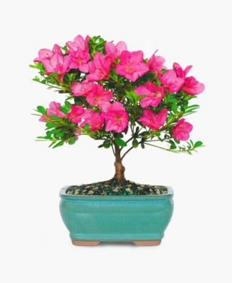 BloomsyBox