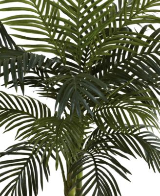 4' Golden Cane Palm Tree