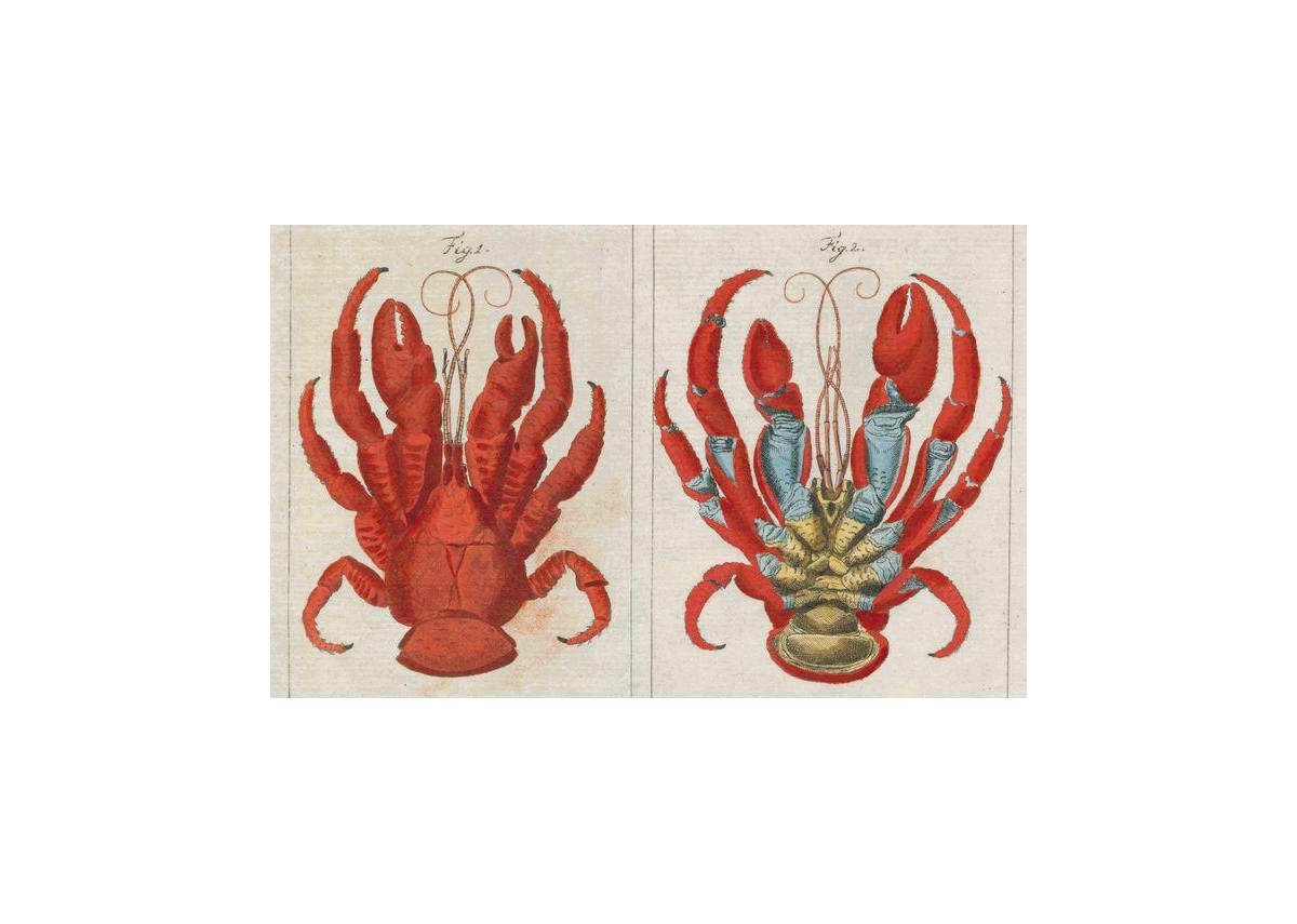 John Derian Picture Book by John Derian